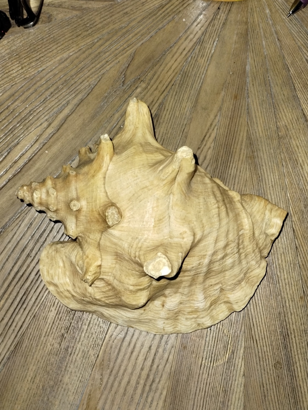Real Sea Shell.. Large In Size